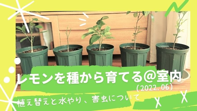 レモンを種から育てる 室内 22 06 植え替えと水やり 害虫について ご機嫌なnewdays